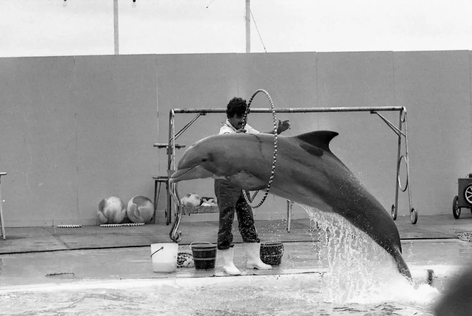 Flipper